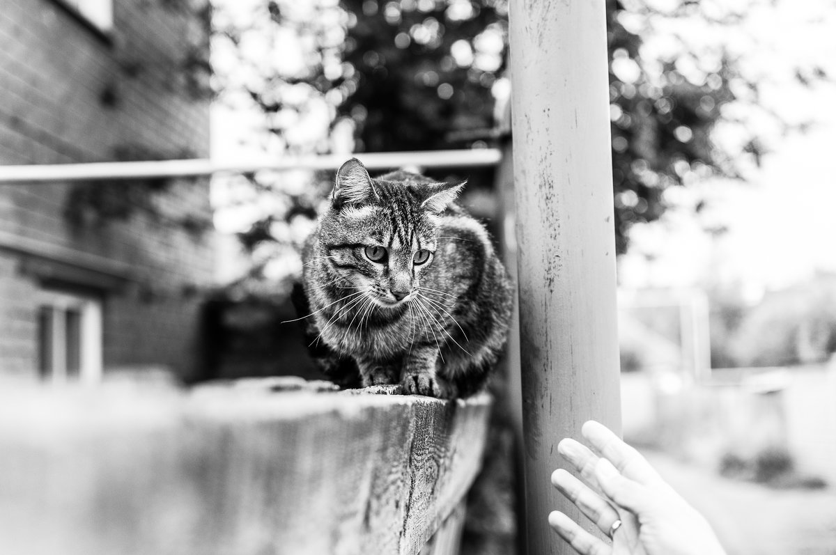 Кот на заборе - Александр Моисеев