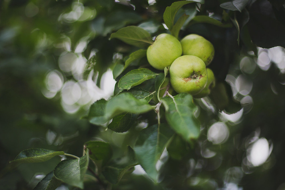 Green apfel - Екатерина Щёголева