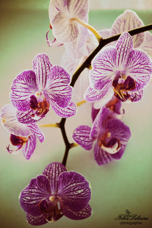 Орхидея - Вероника Мякота