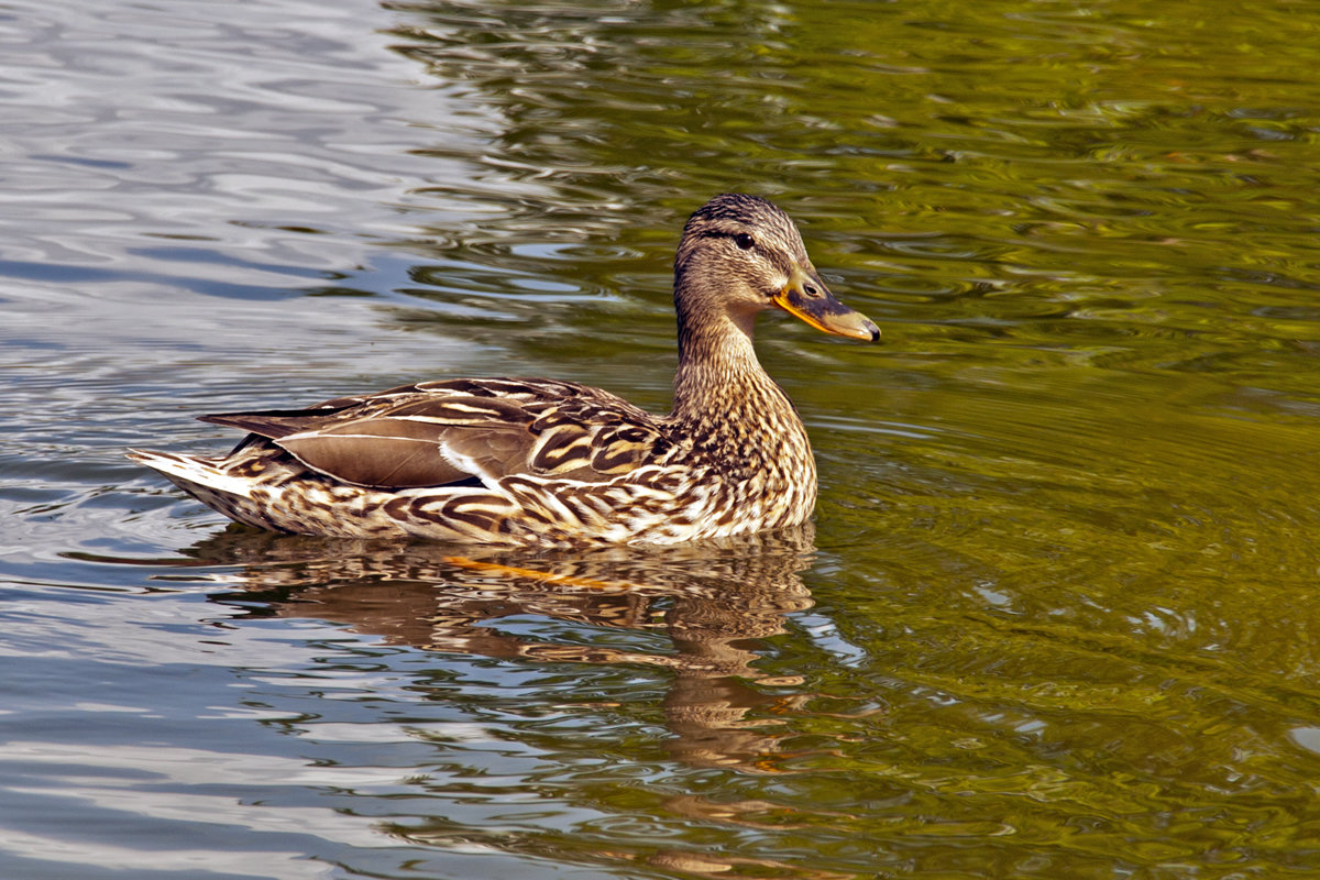 The Duck swims - Roman Ilnytskyi