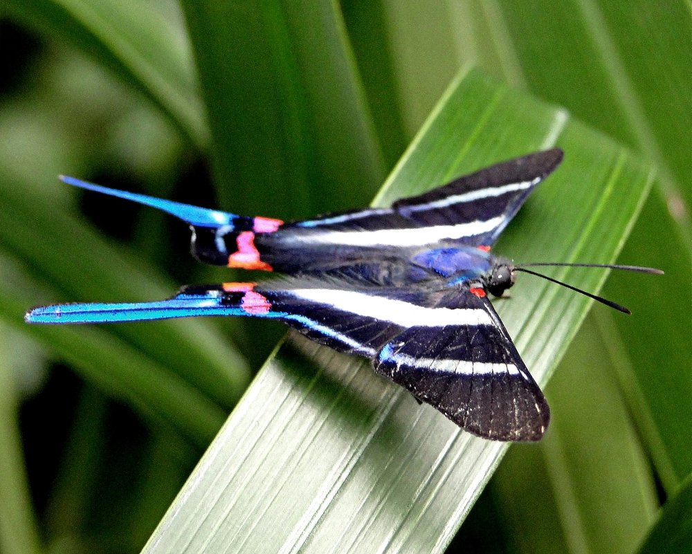 Тропическая бабочка - Елена Шемякина