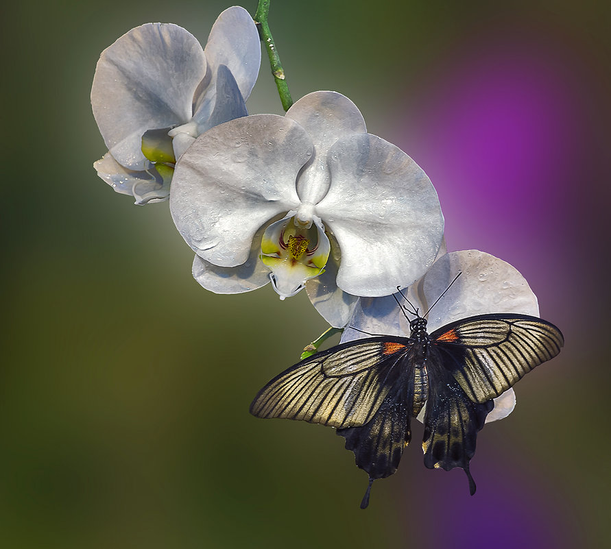 Орхидеи и бабочка. - Эдуард Пиолий