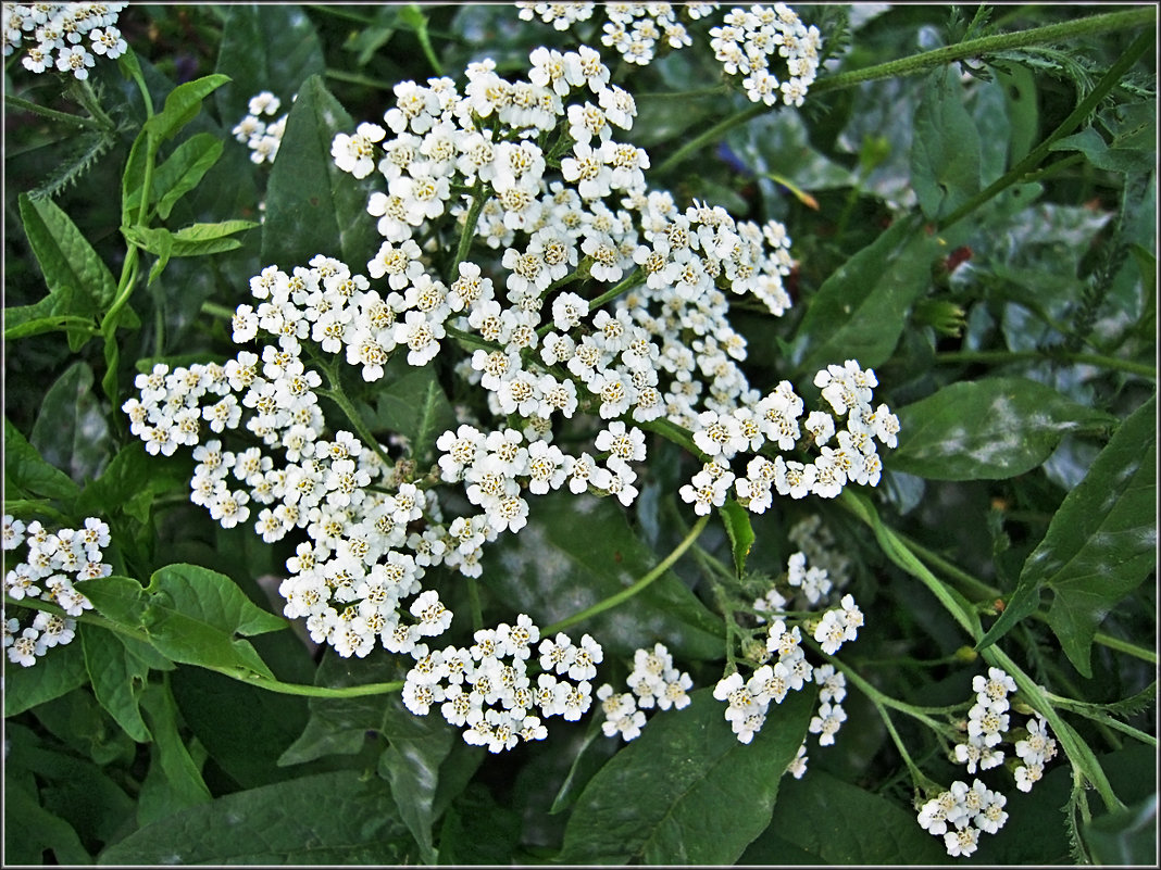 Тысячелистник - Людмила Ардабьева