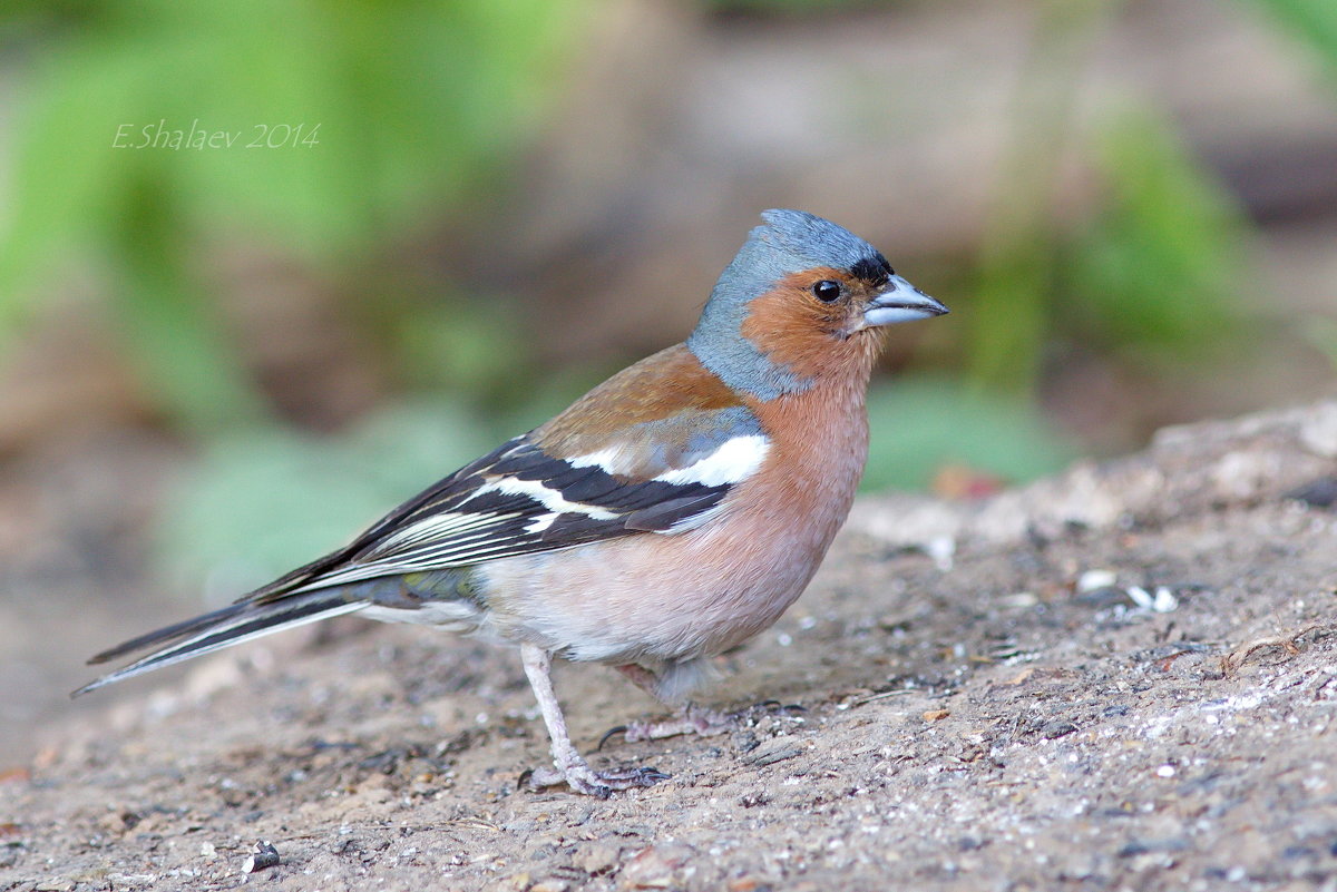 Зяблик - Fringilla coelebs - Евгений 