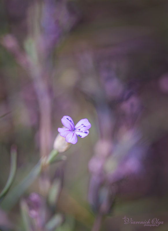 Violet day - Olga Verenich