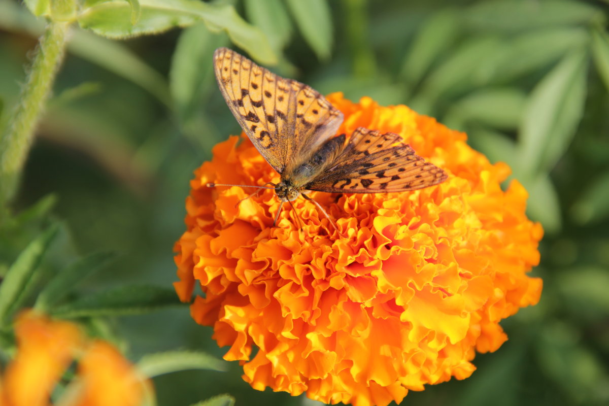 бабочка на цветке - Анастасия Мацука