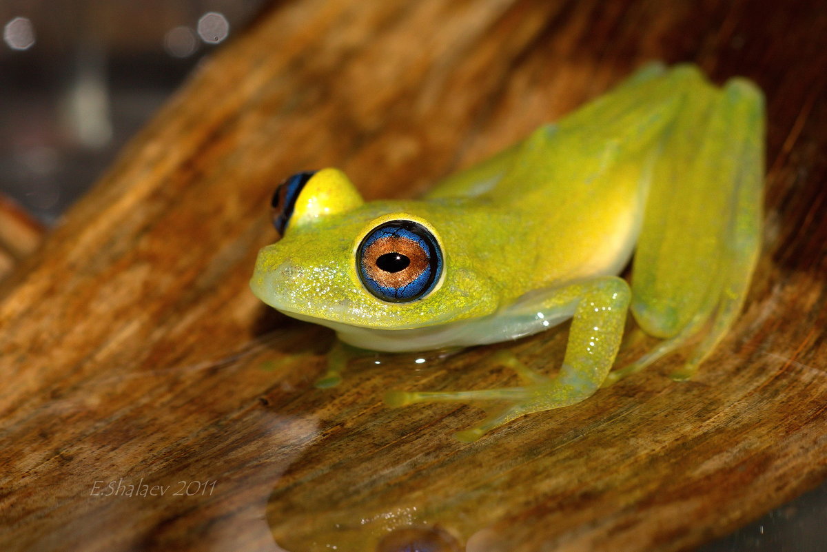 Боофис зеленый - Boophis viridis - Евгений 