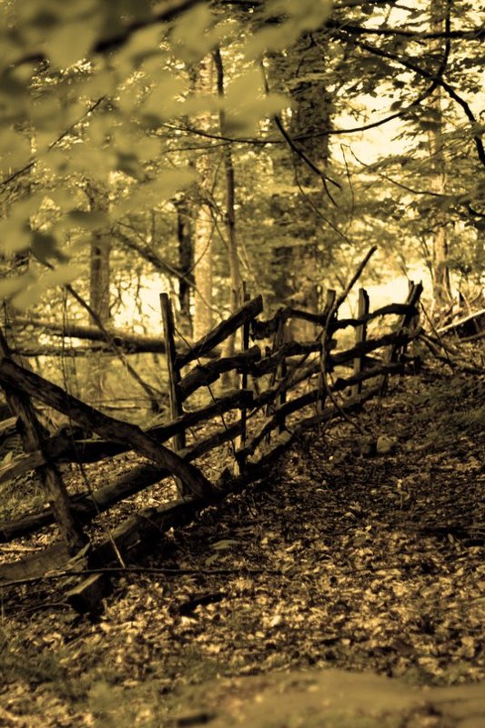 старый забор в лесу - Юлия Чорнявская