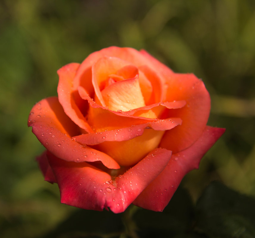 Садовая роза - Андрей Нибылица