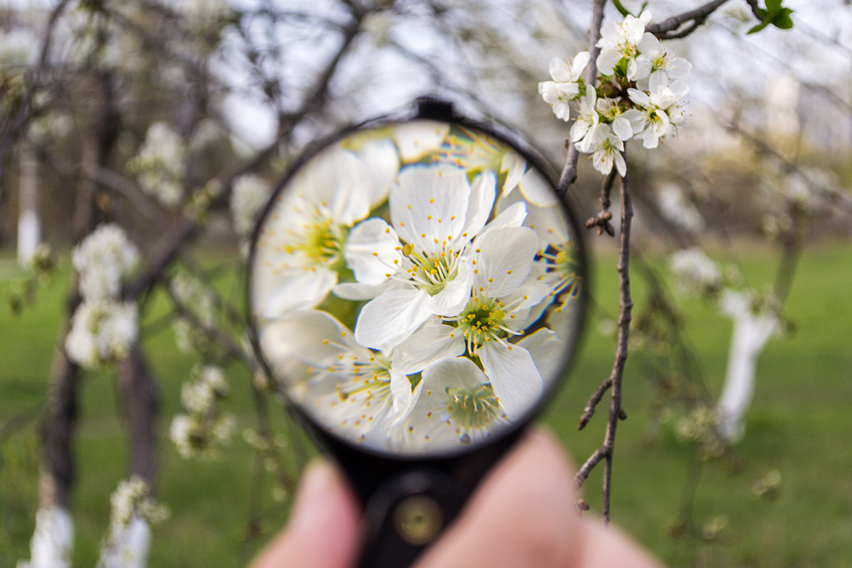 Как я фотографировал цветы в макро - Богдан Петренко