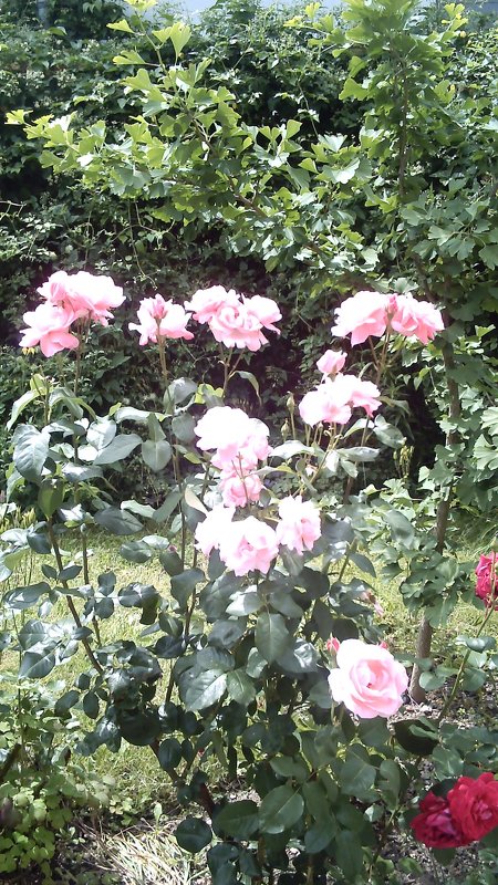 розы нежно- розового цвета автора  lotos 5 - Valentina Lujbimova [lotos 5]