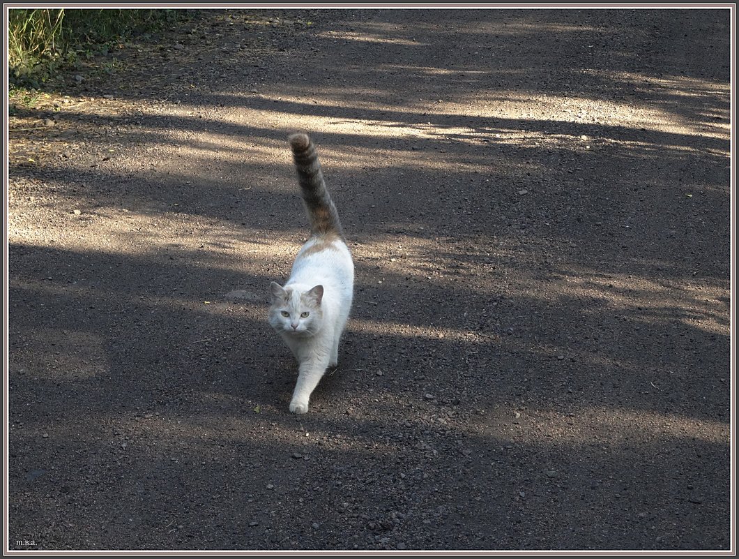 Встречная красавица или кошка, которая гуляет сама по себе. - Вера 