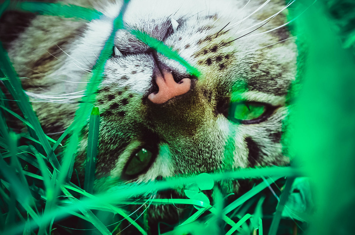 Кот в траве - Анастасия Александрова