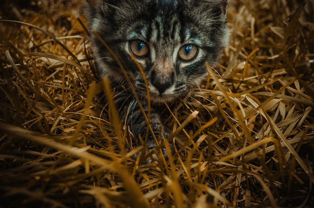 Кот - Анастасия Александрова