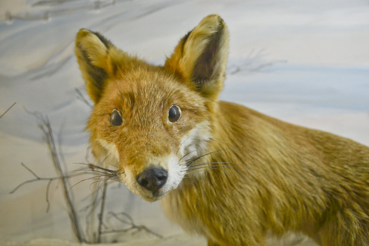 в музее прикольные лисы - ганичев алексей 
