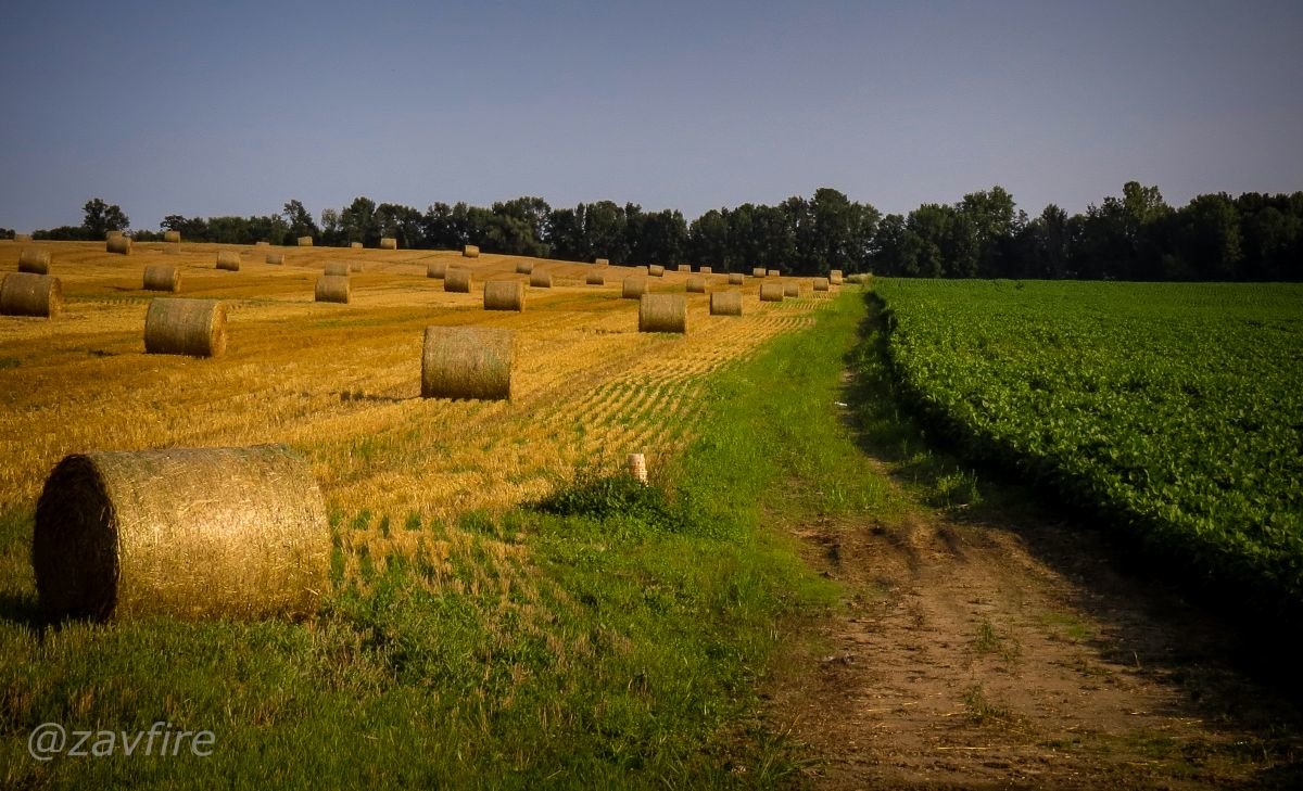 The Field - Andy Zav