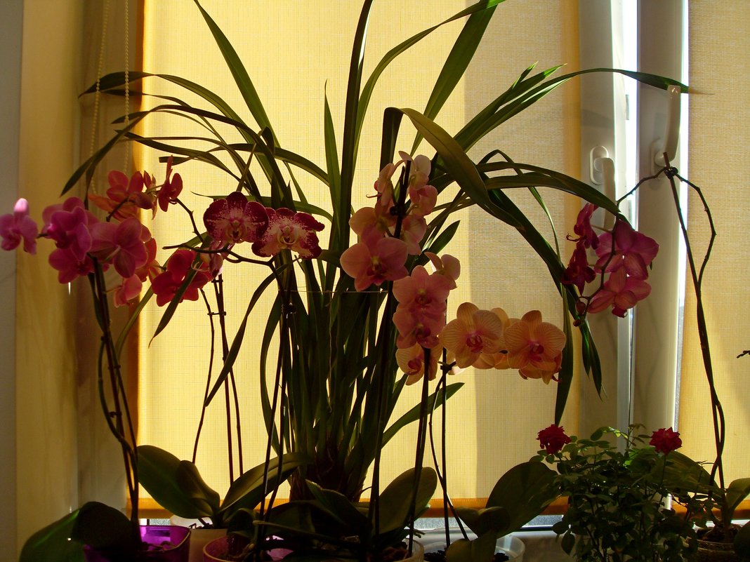 Орхидеи на окне - lara461 