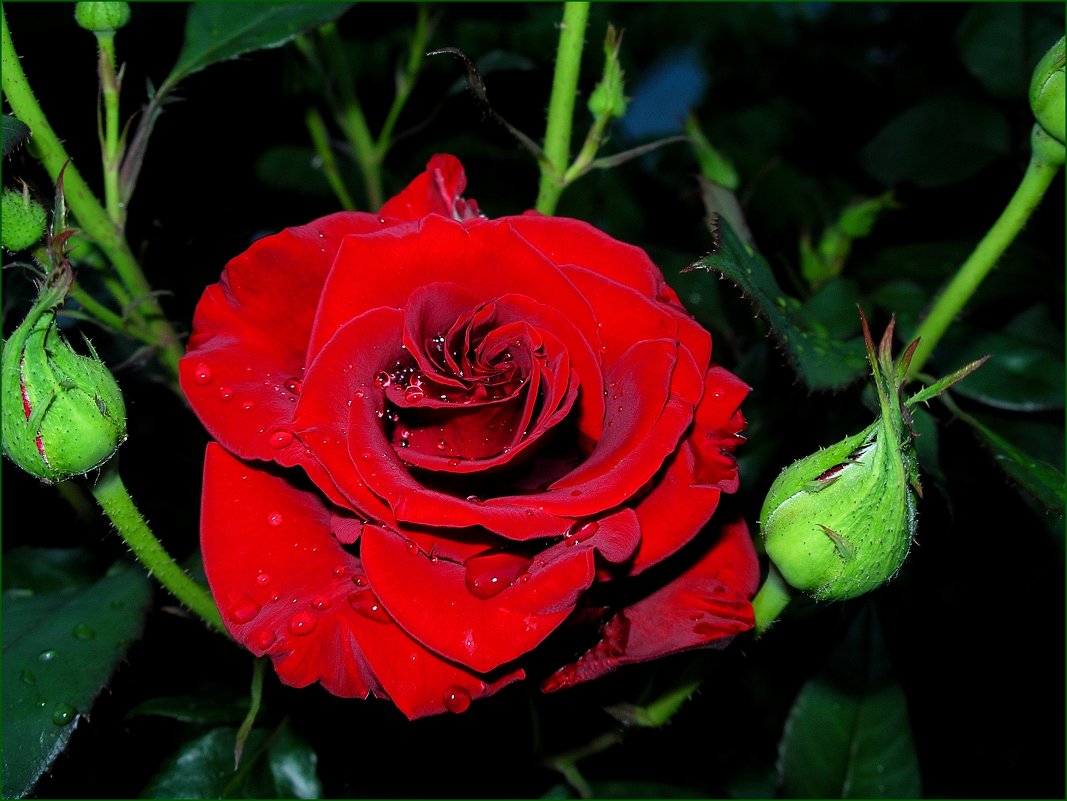 Красная роза в душистом бутоне, символ любви и признанье без слов. - Татьяна и Александр Акатов