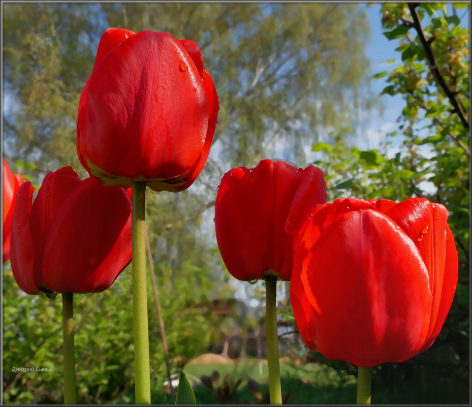 майский тюльпан - Дмитрий 