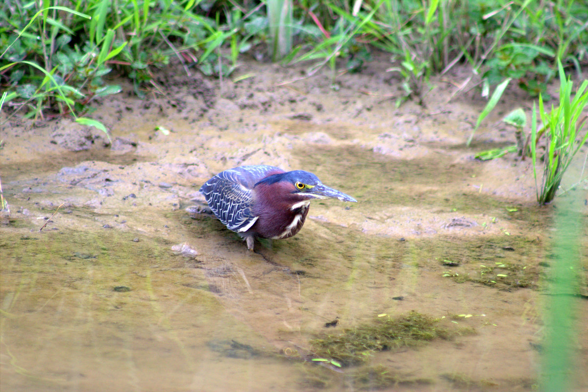 Американская зелёная кваква (Green Heron) - Илья Трейгер