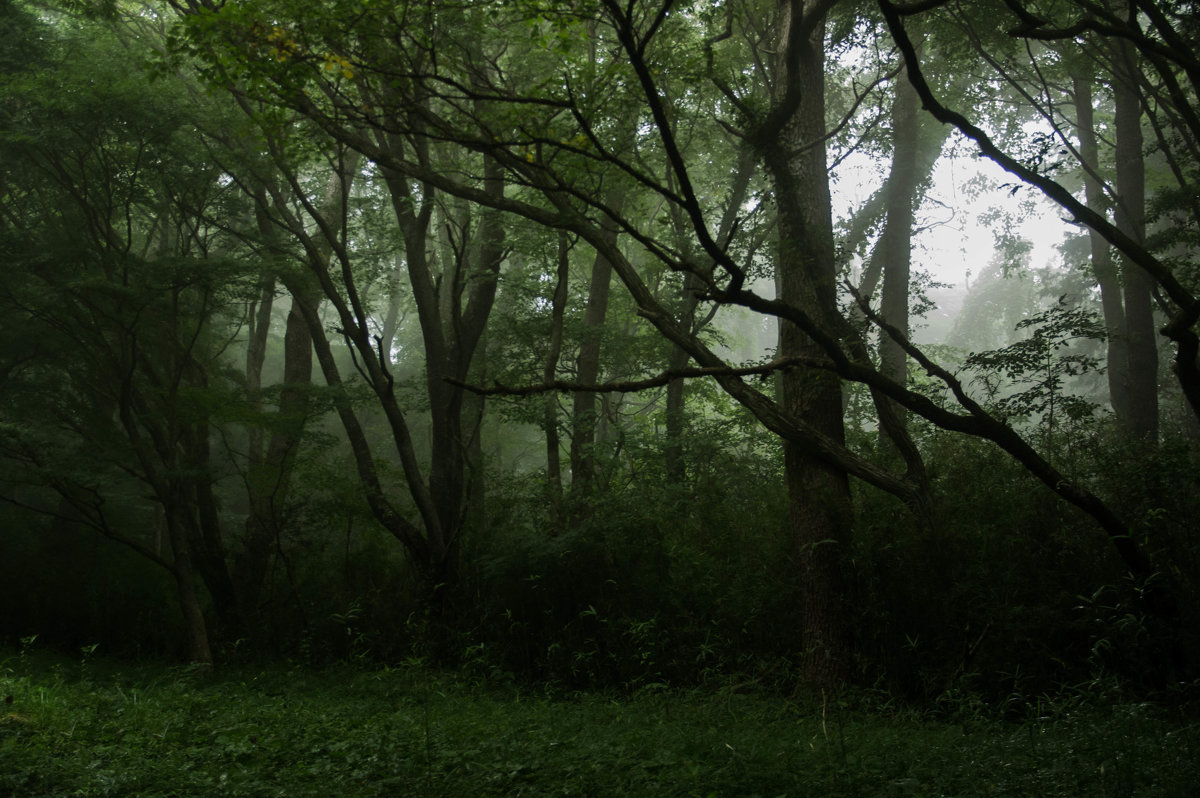 Mysterious forest - Nina Uvarova