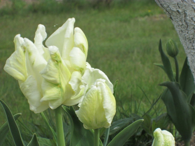 странные тюльпаны моей тёти - alisia-chan 
