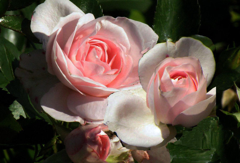 Розовые розы - Nikolay Monahov