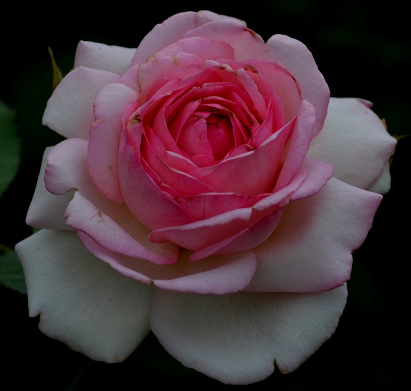 нет,цветка прекрасней розы - Людмила 