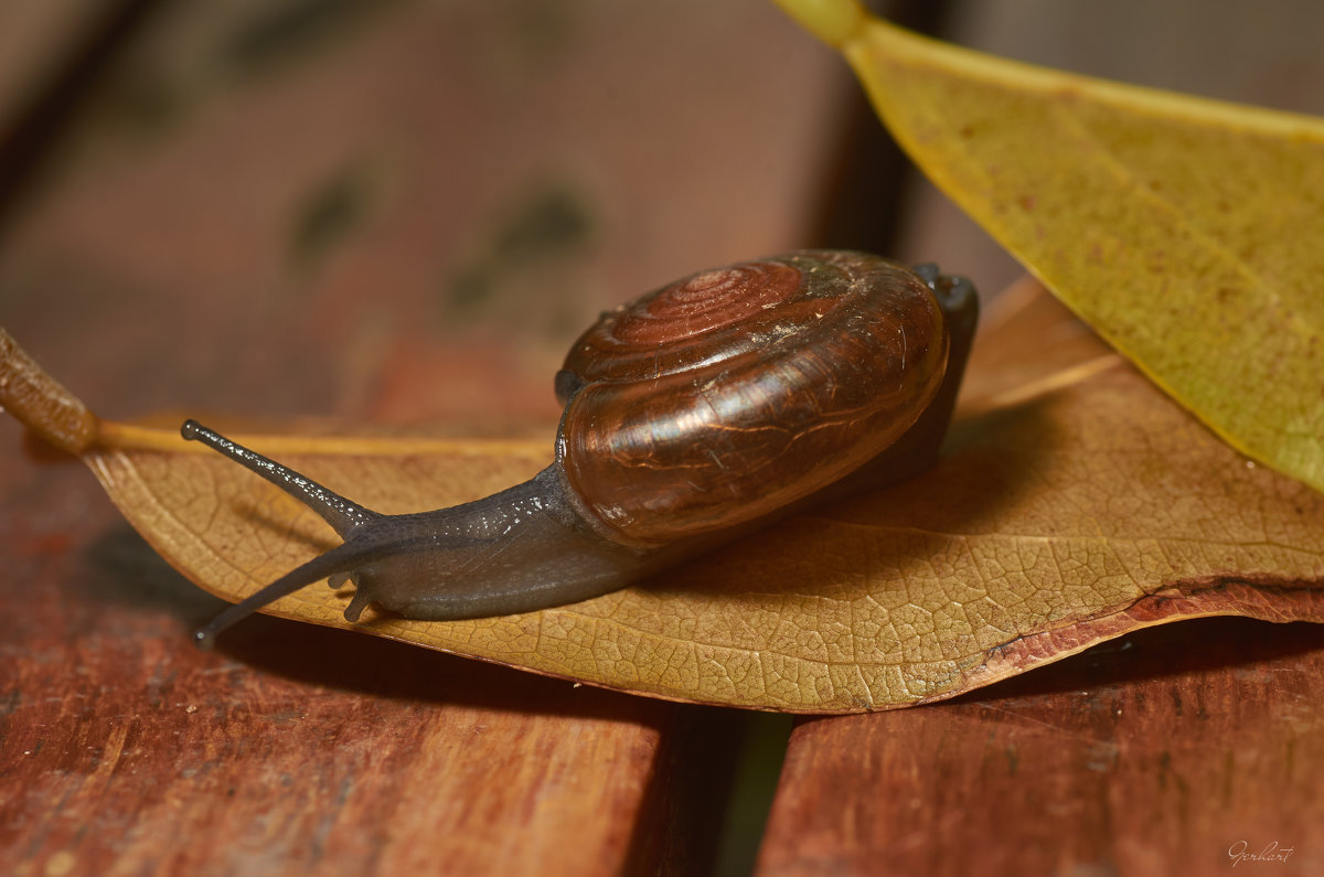 the snail - Георгий Муравьев
