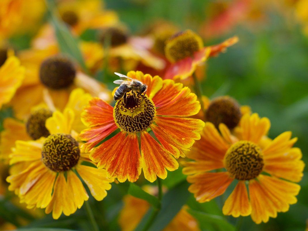 Пчелка собирает нектар - Виталий Устинов