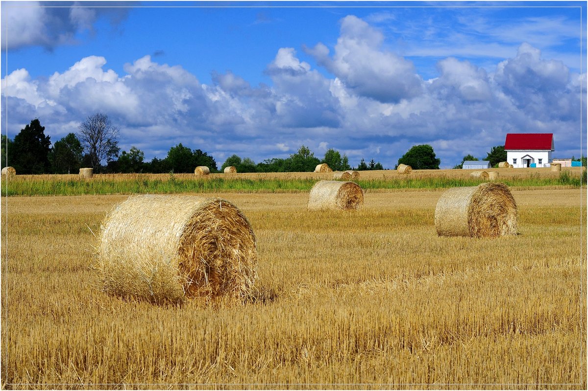 Урожай пшеницы - Андрей Куприянов