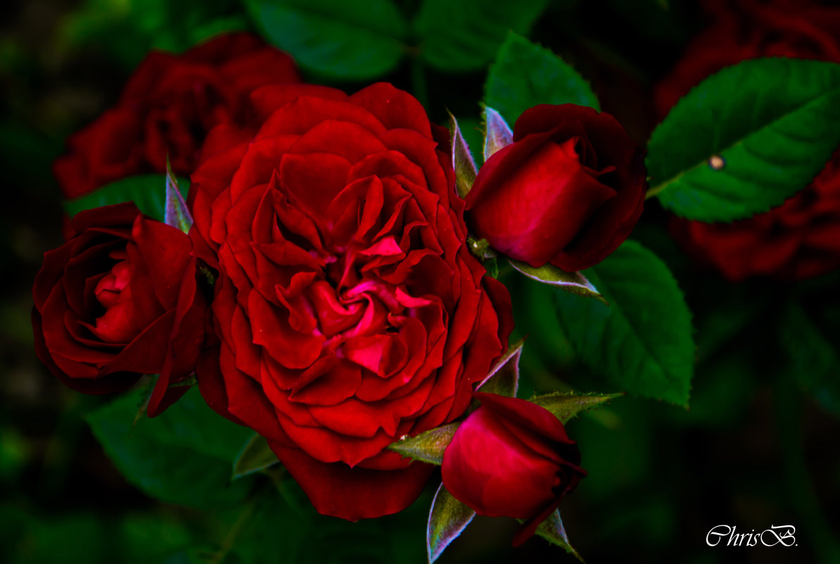 Roses - Christina Batovskaya