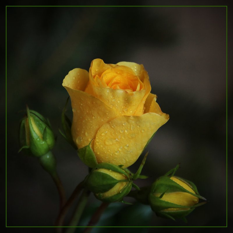 Роза - leoligra 