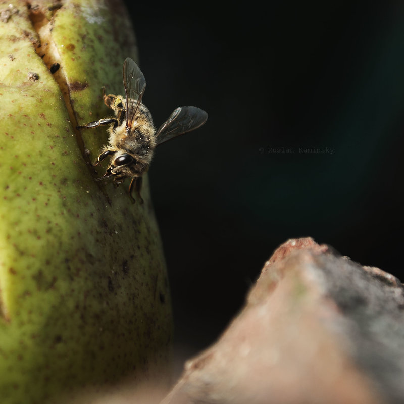Пчела ест грушу - Руслан 
