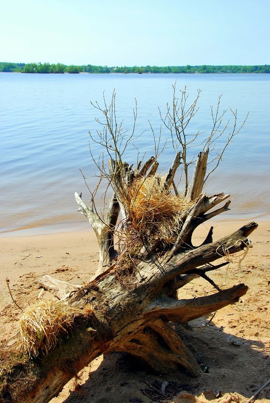 коряга - Елена Познокос