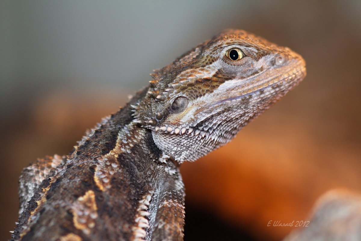 Бородатая агама — Pogona vitticeps - Евгений 