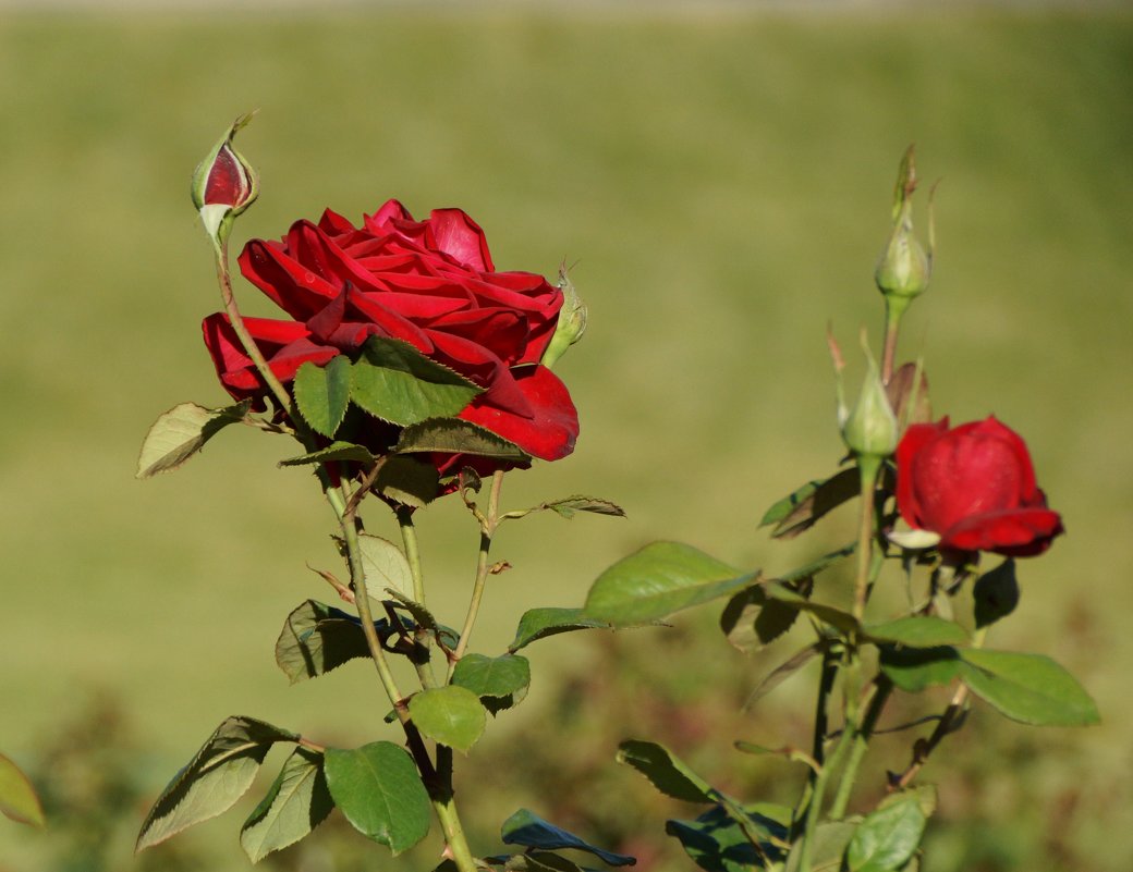 московская роза - лина сергеева