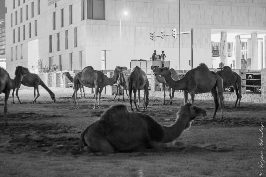 Катар. Верблюды - Татьяна Жуковская