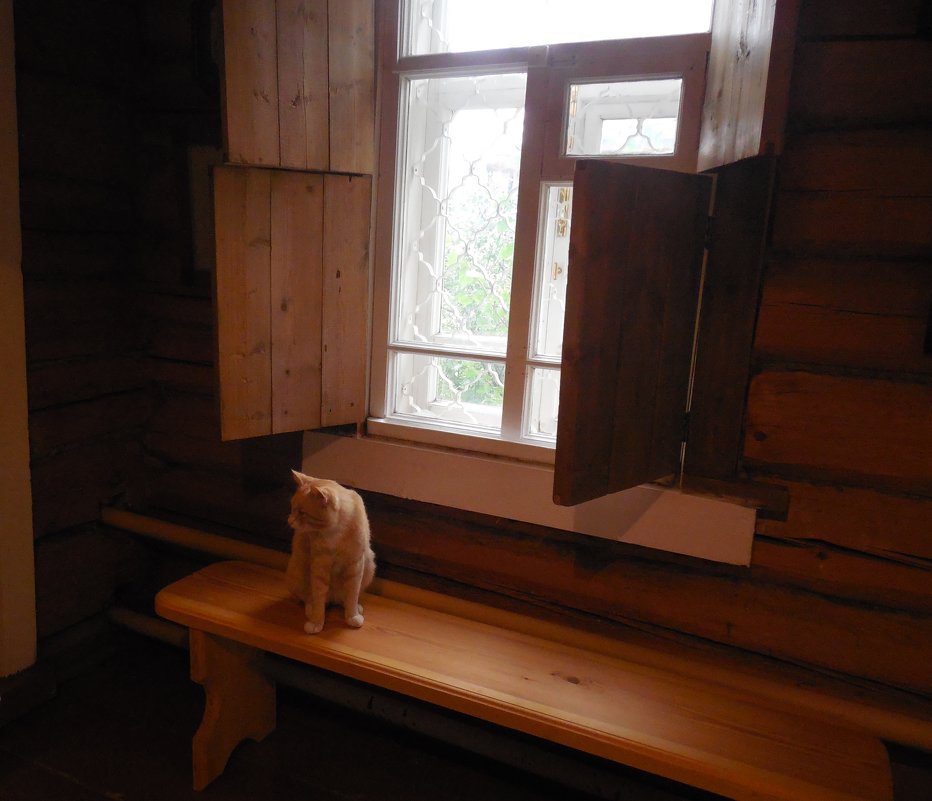 рыжий кот у окна - Мила 