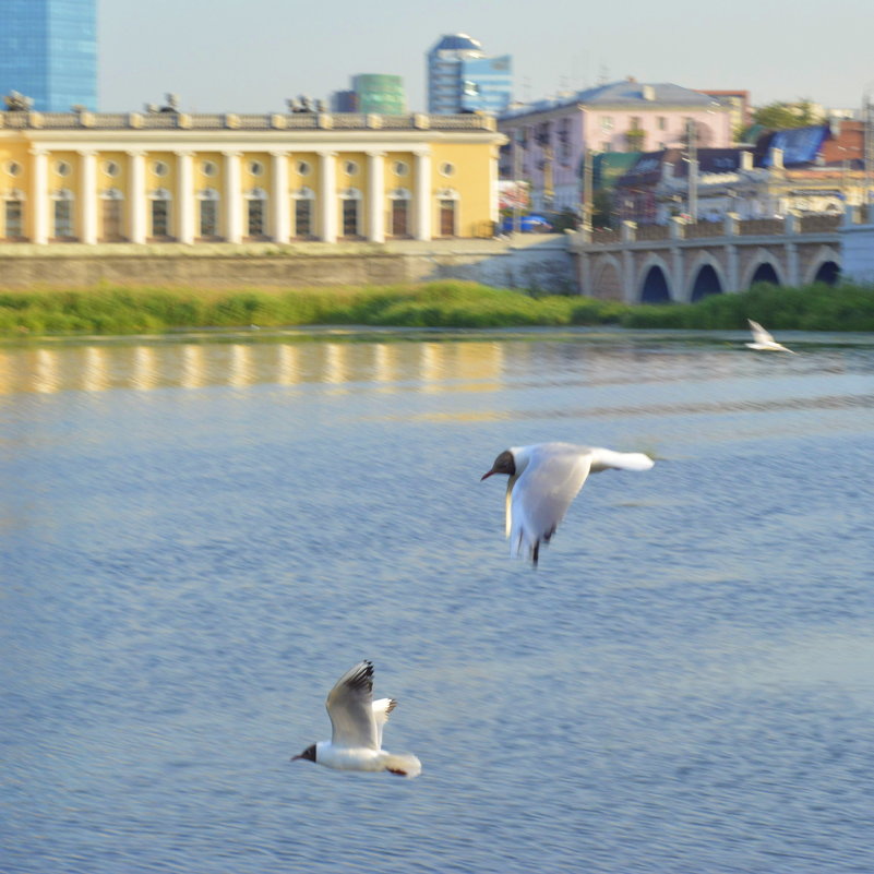 Три чайки на фоне филармонии и моста - Александр Андрианов