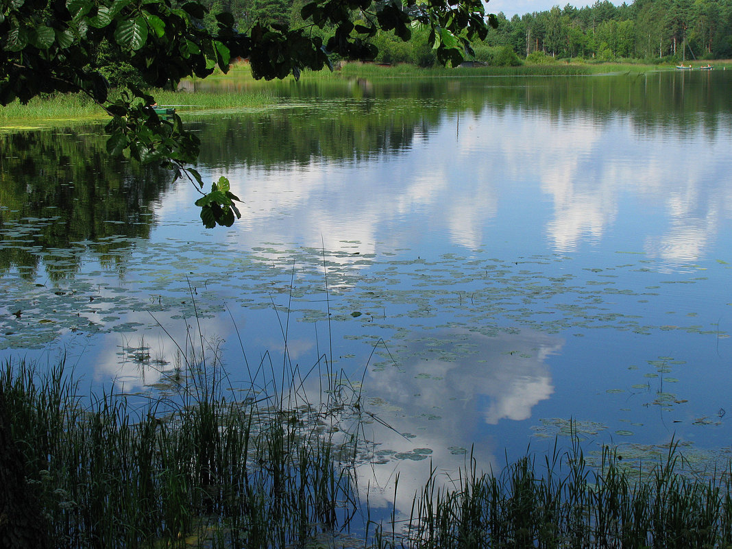 Лесное озеро - Наталья 