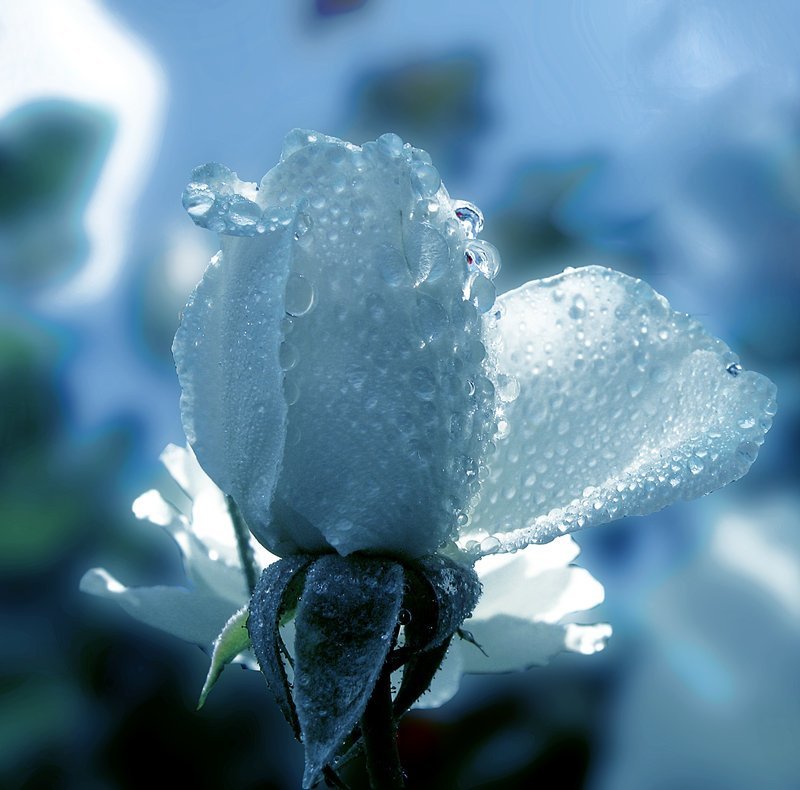 Голубая  роза - Valentina Lujbimova [lotos 5]