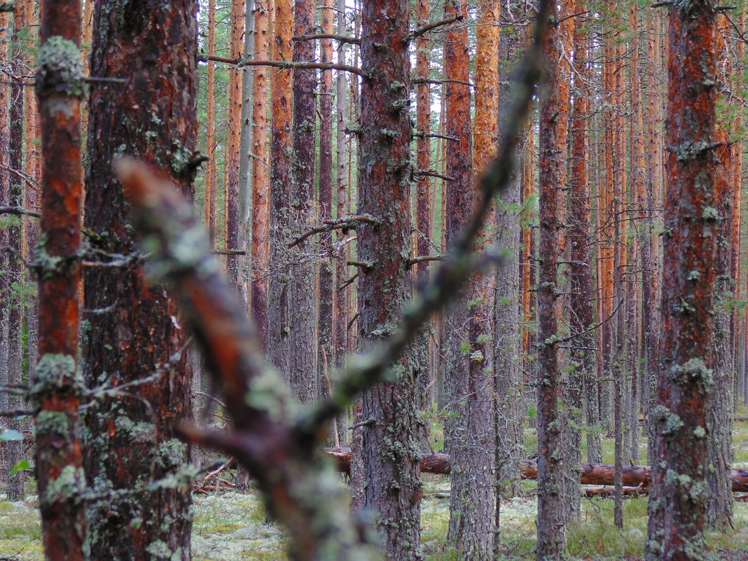 Зачарованный лес - ii_ik Иванов