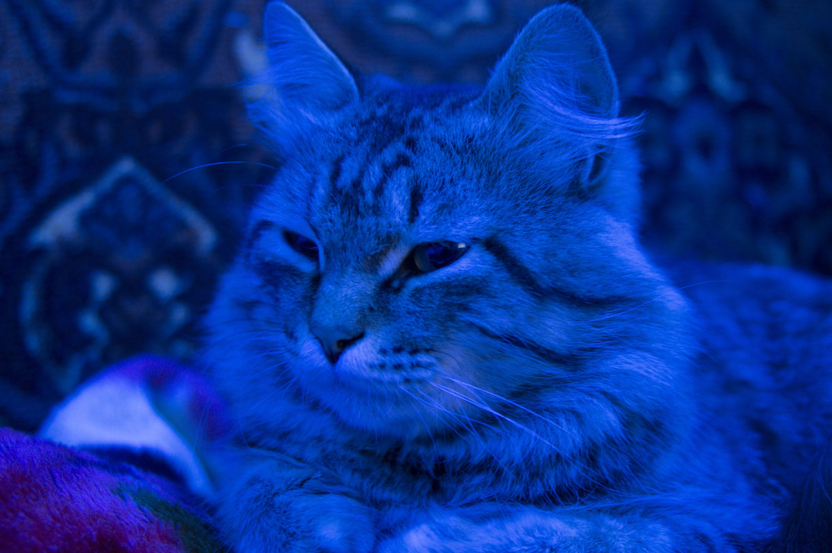 кот в голубом свете - Сергей Липягов