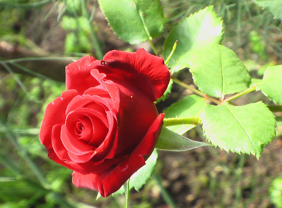 Красная  роза- символ  страсти lotos 5 - Valentina Lujbimova [lotos 5]
