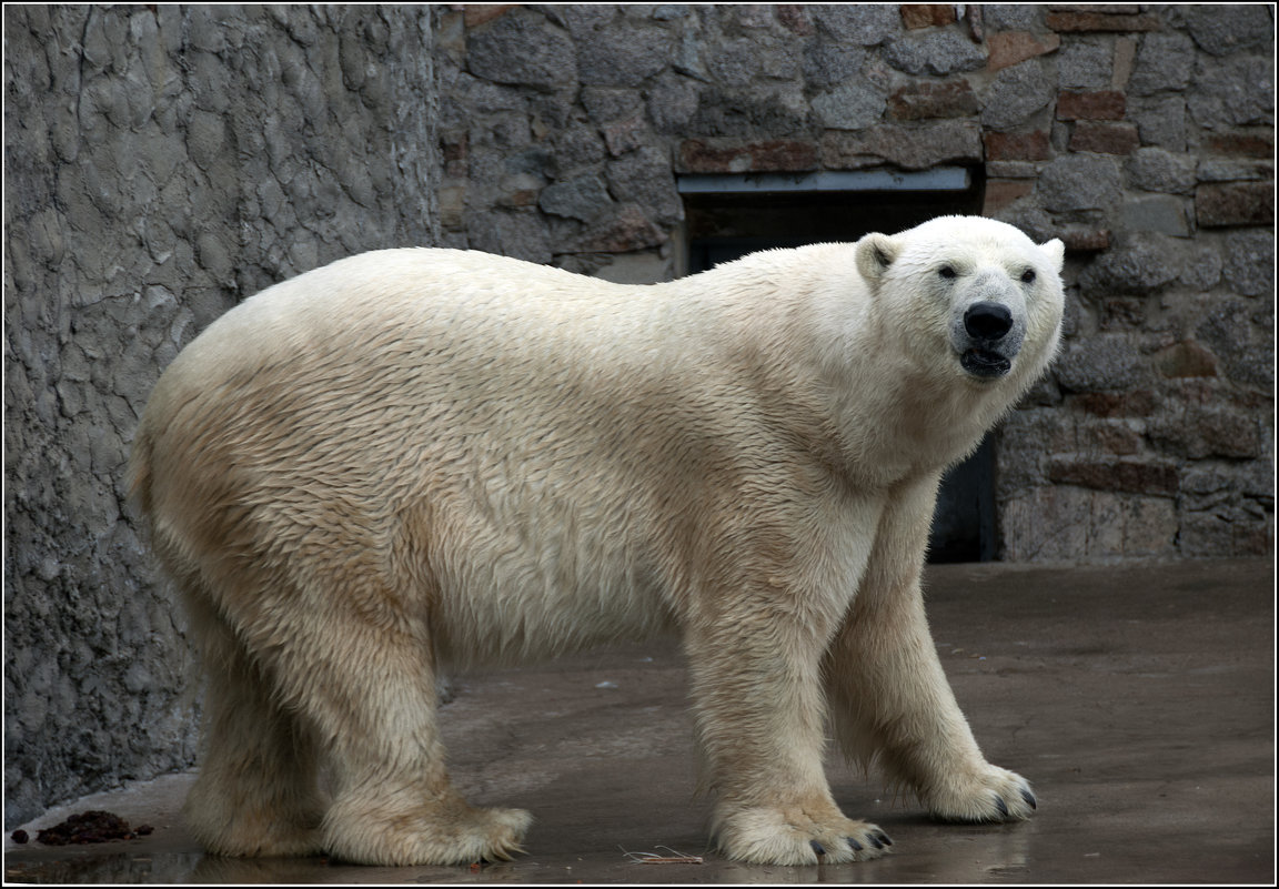 Белый медведь *** Polar Bear - Александр Борисов