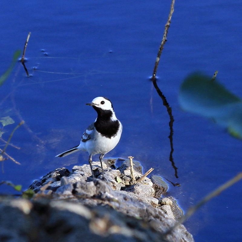 Белая трясогузка.(Motacilla alba) - Александр Ст