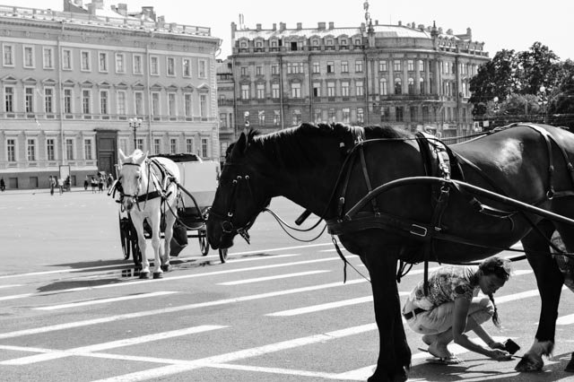 Лошадки на Дворцовой - Ольга Имайкина