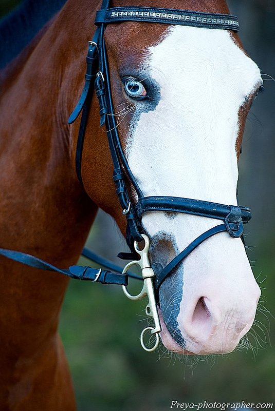 blue-eyed horse - Наталья Спиридонова 
