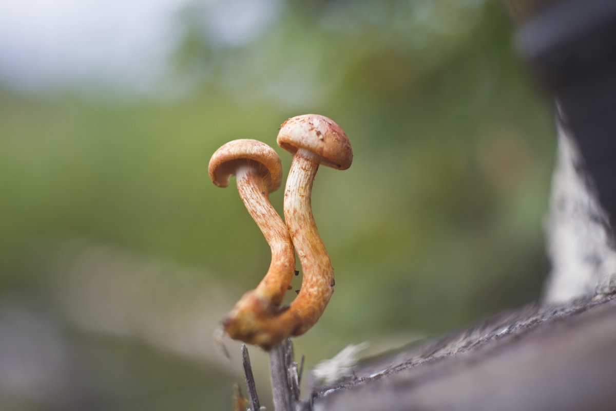 грибы - ганичев алексей 
